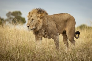 Proud King - 3
