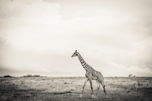 Zebrascape