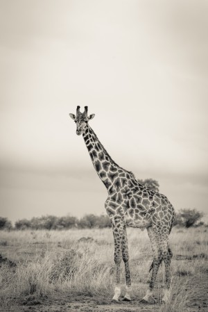 Majestic Giraffe by www.jadupontphoto.com