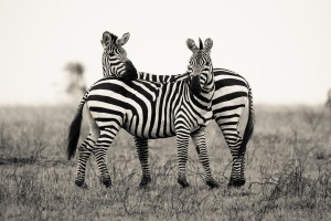 DUO