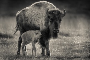 Bison love