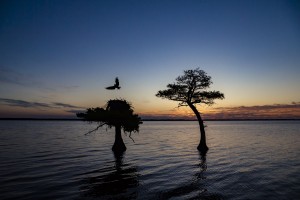 Sunrise on the Nest