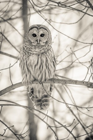 Spotted Owl - 1 