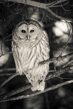 Spotted Owl - 2