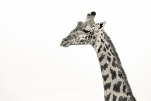 Stand Tall