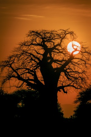 Baobab Sunset