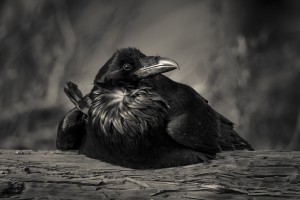 Jabba the Raven