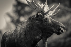 Moose Portrait - 2