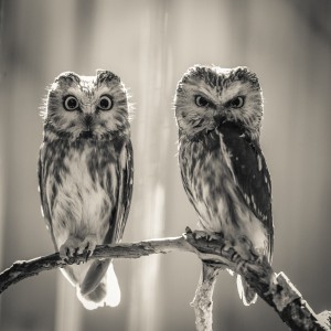 The Odd Couple - B&W