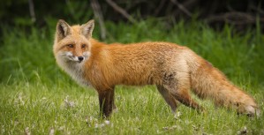 Red Fox Beauty