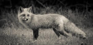 Red Fox