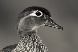 Wood Duck