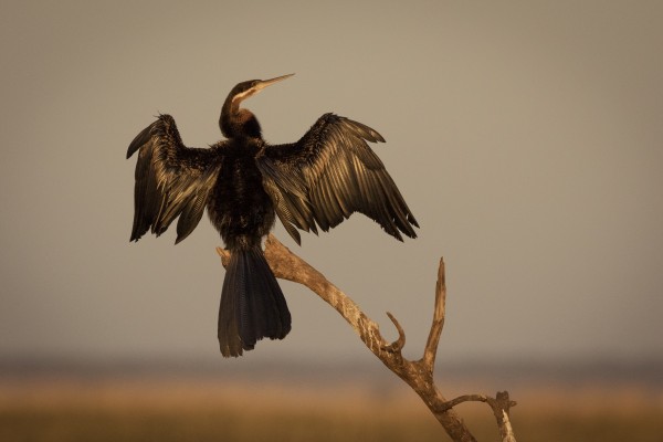All Wings Open Print
