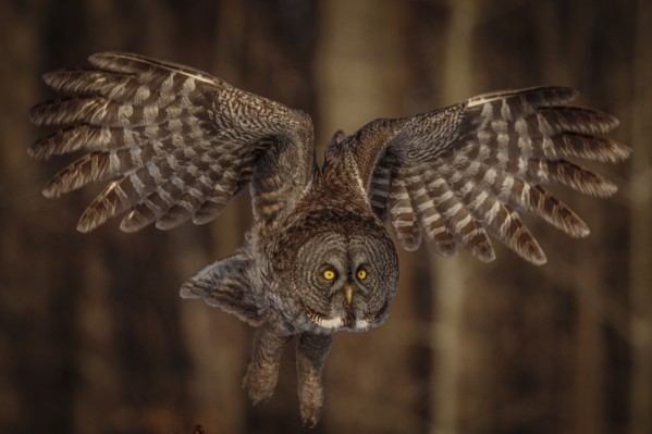 Great Grey Owl Print