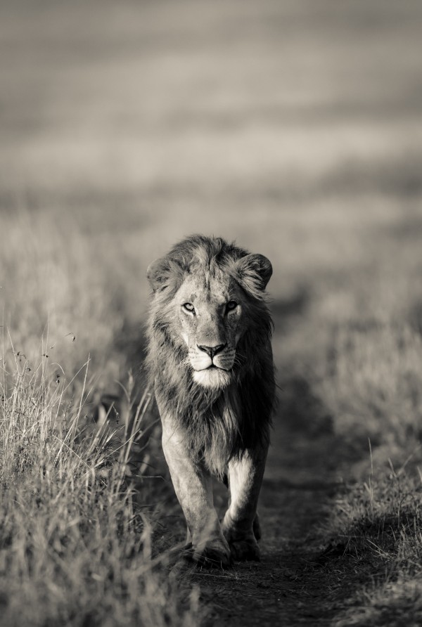 A Kings Marching Print