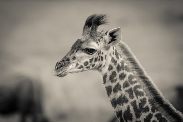 Girafe Calve Print