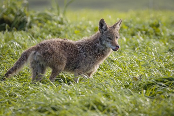 Coyote Pretty Print