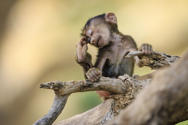 Little Thinker Print