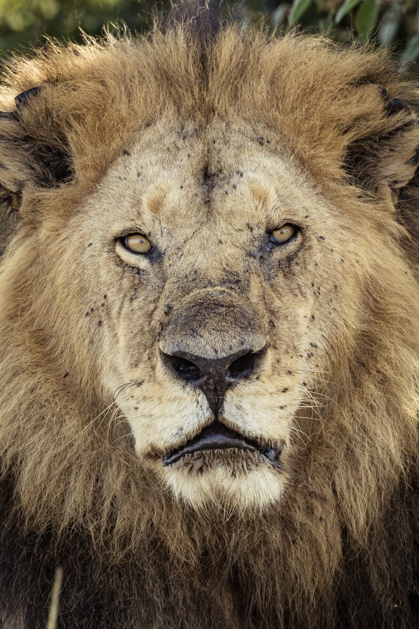 The Lion King Print