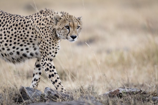 Cheetah Bro Print