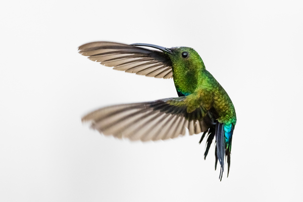 Hummingbird - 1 Print