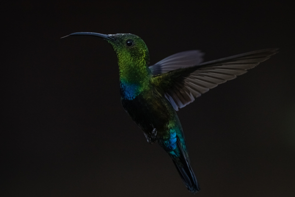 Hummingbird - 3 Print