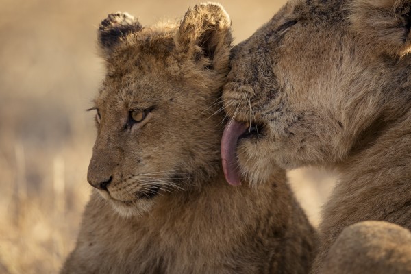 Tenderness - color Print