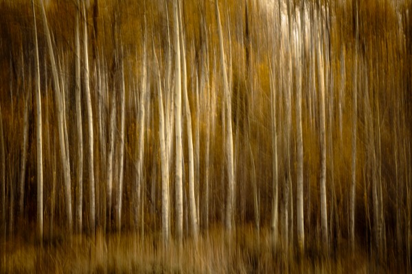 2S9A2743 Print