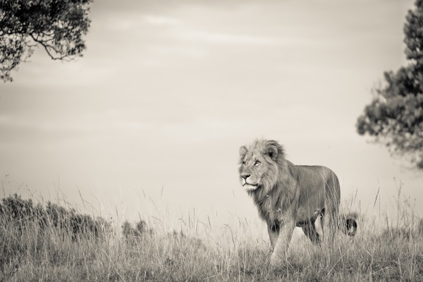 Proud King Print