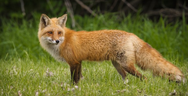 Red Fox Beauty Print