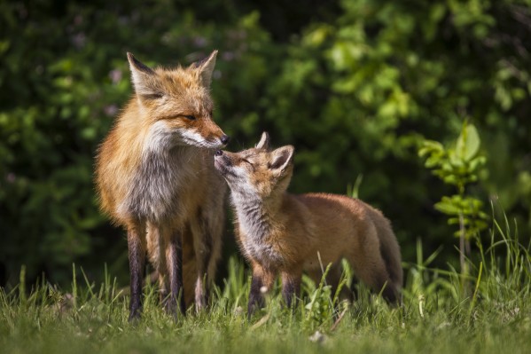 Motherly Love- 2 Print