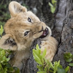 Lion Cub - 2