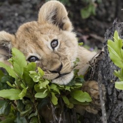 Lion Cub