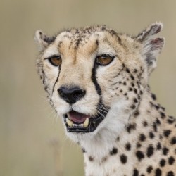 Cheetah Portrait by www.jadupontphoto.com