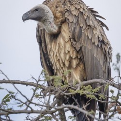 Vulture