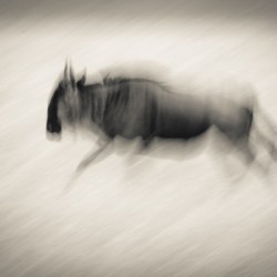 Ghost of Mara North - B&W