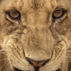 Grrrr - Color