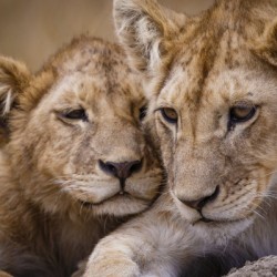 Brothers & Sisters
