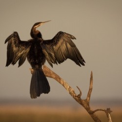 All Wings Open