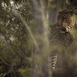 Ghosts of the Serengeti