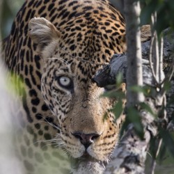 Eyes of the Leopard - color