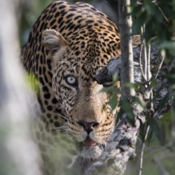 Eyes of the Leopard - color