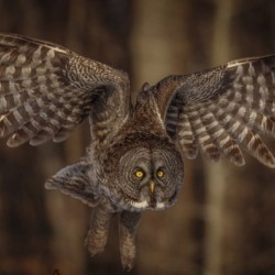 Great Grey Owl