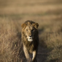 A Kings Marching - color