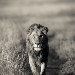 A Kings Marching