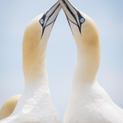 Perfect Harmony
