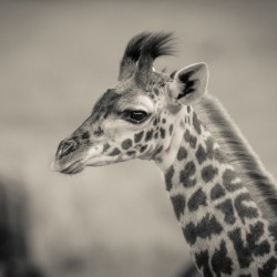 Girafe Calve