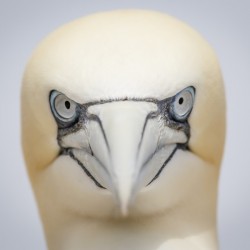 Angry Bird