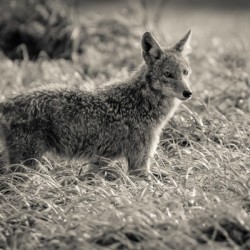 Coyote 