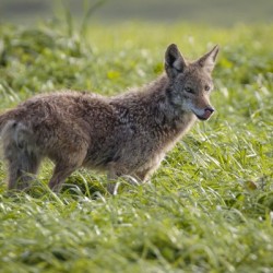 Coyote Pretty